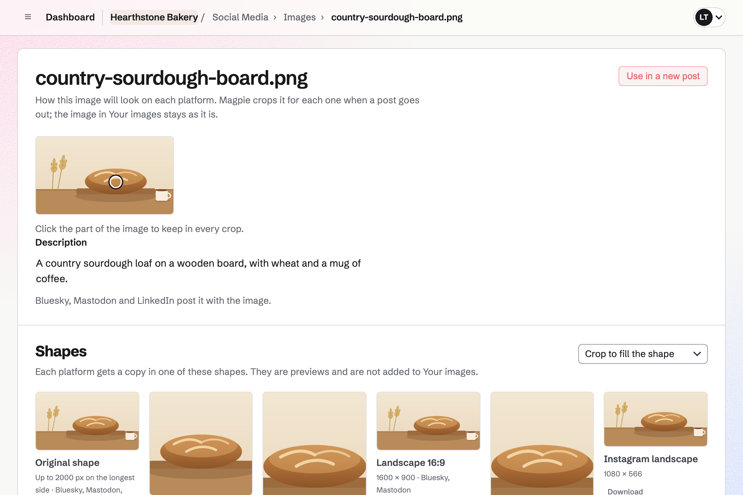 A photo of Hearthstone Bakery’s country sourdough with its focal point on the loaf, previewed in every platform’s shape, and the two posts that use it.